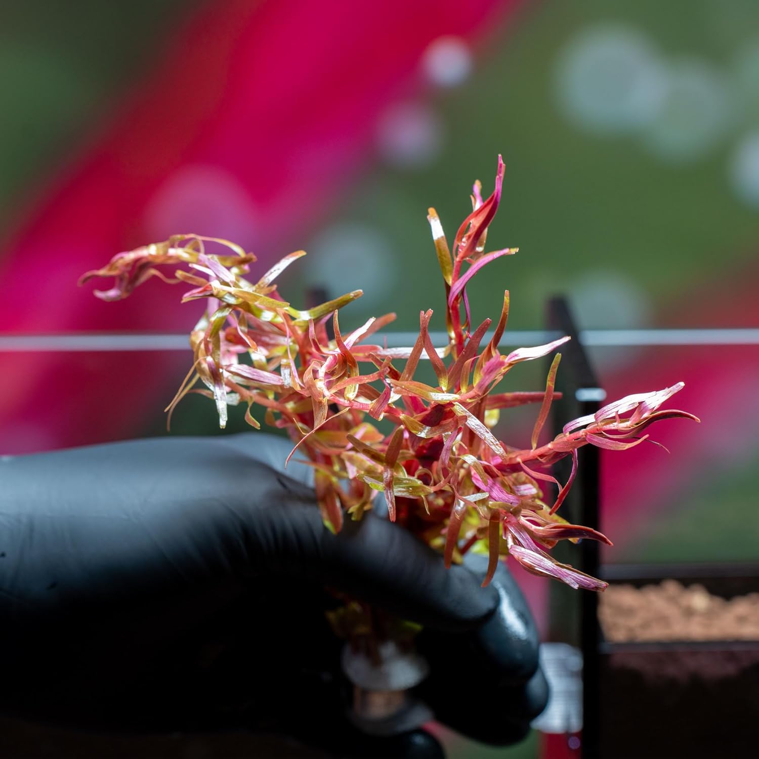 SubstrateSource Live Aquarium Stem Plants - Freshwater Aquatic Plant for Fish Tanks, Aquascaping - (Rotala Rotundifolia Orange Juice, 1 Bunch)