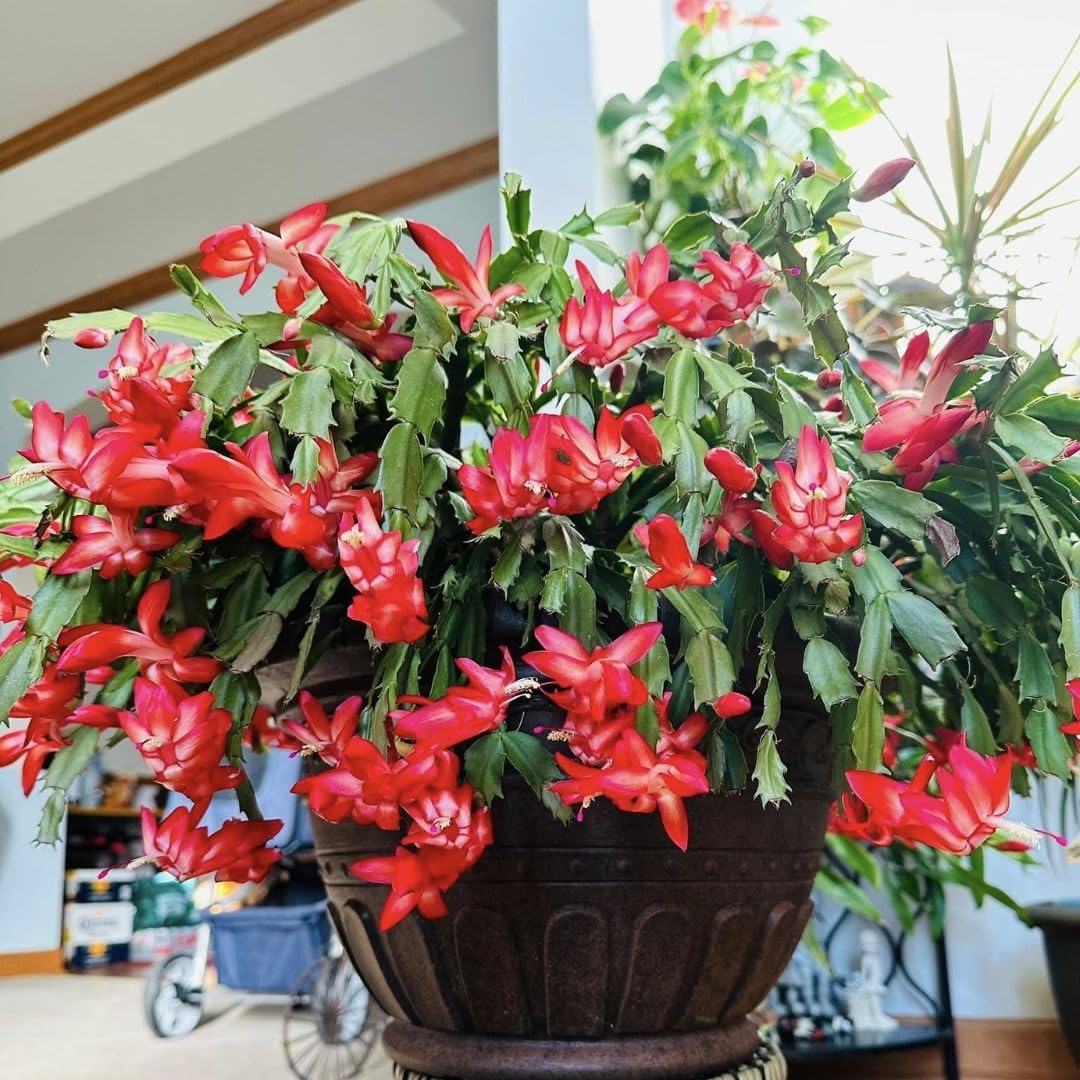 Christmas Cactus Live Plant 4 inch Pot, Christmas Flower Plant, Flower Succulents Plants, Holiday Christmas Cactus for Planting (Red Christmas Cactus)