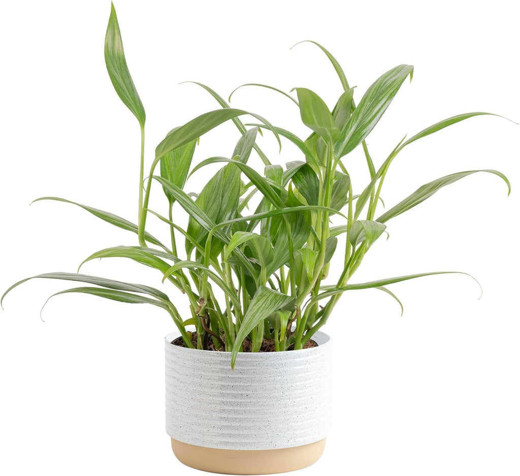 Costa Farms Live Plant Pothos | Easy to Grow 10-12 Inch Tall Vining Houseplant | Potted in 6-Inch Plant Pot | Housewarming, Birthday Gift | Home, Office, and Room Decor