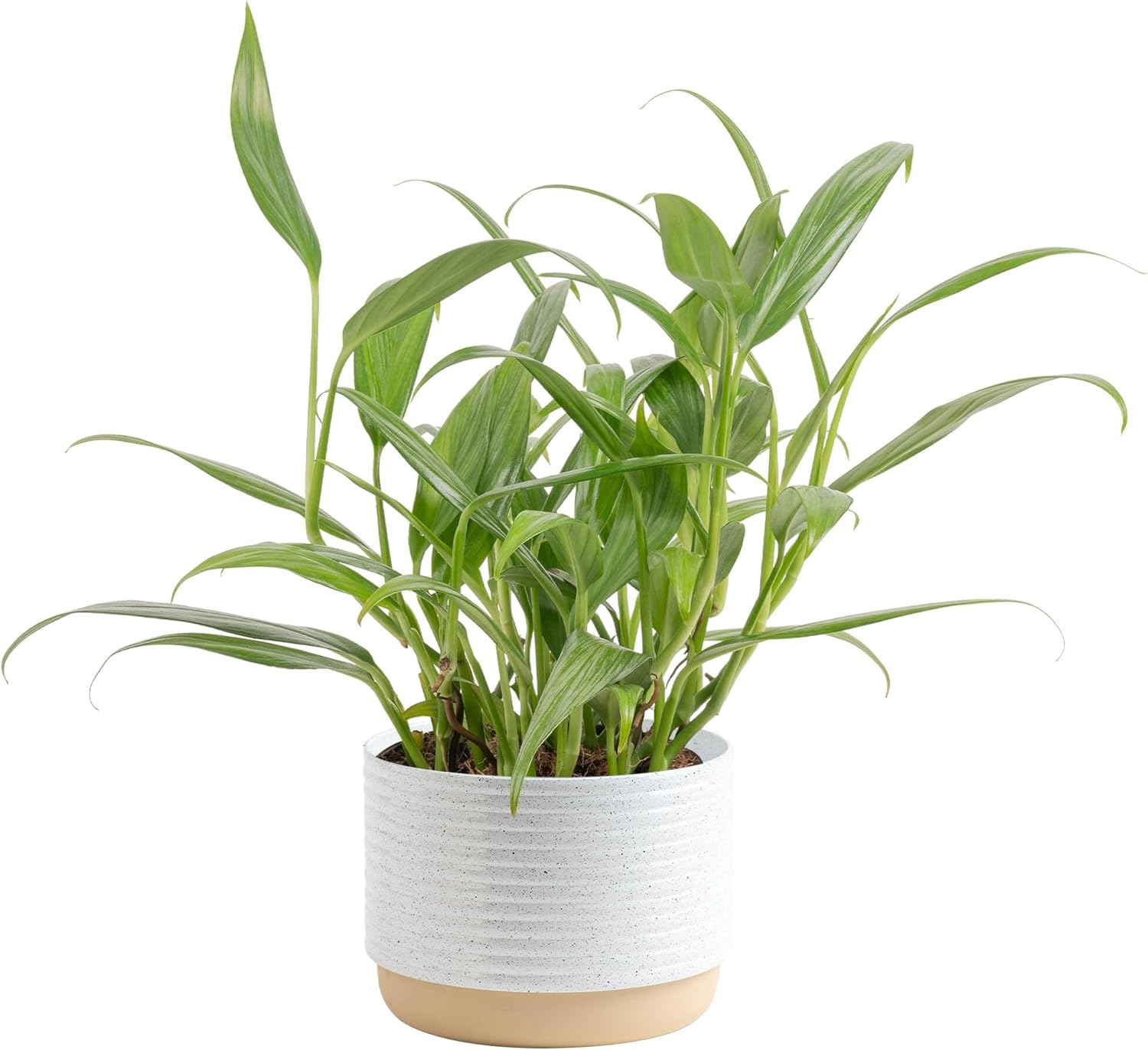 Costa Farms Live Plant Pothos | Easy to Grow 10-12 Inch Tall Vining Houseplant | Potted in 6-Inch Plant Pot | Housewarming, Birthday Gift | Home, Office, and Room Decor