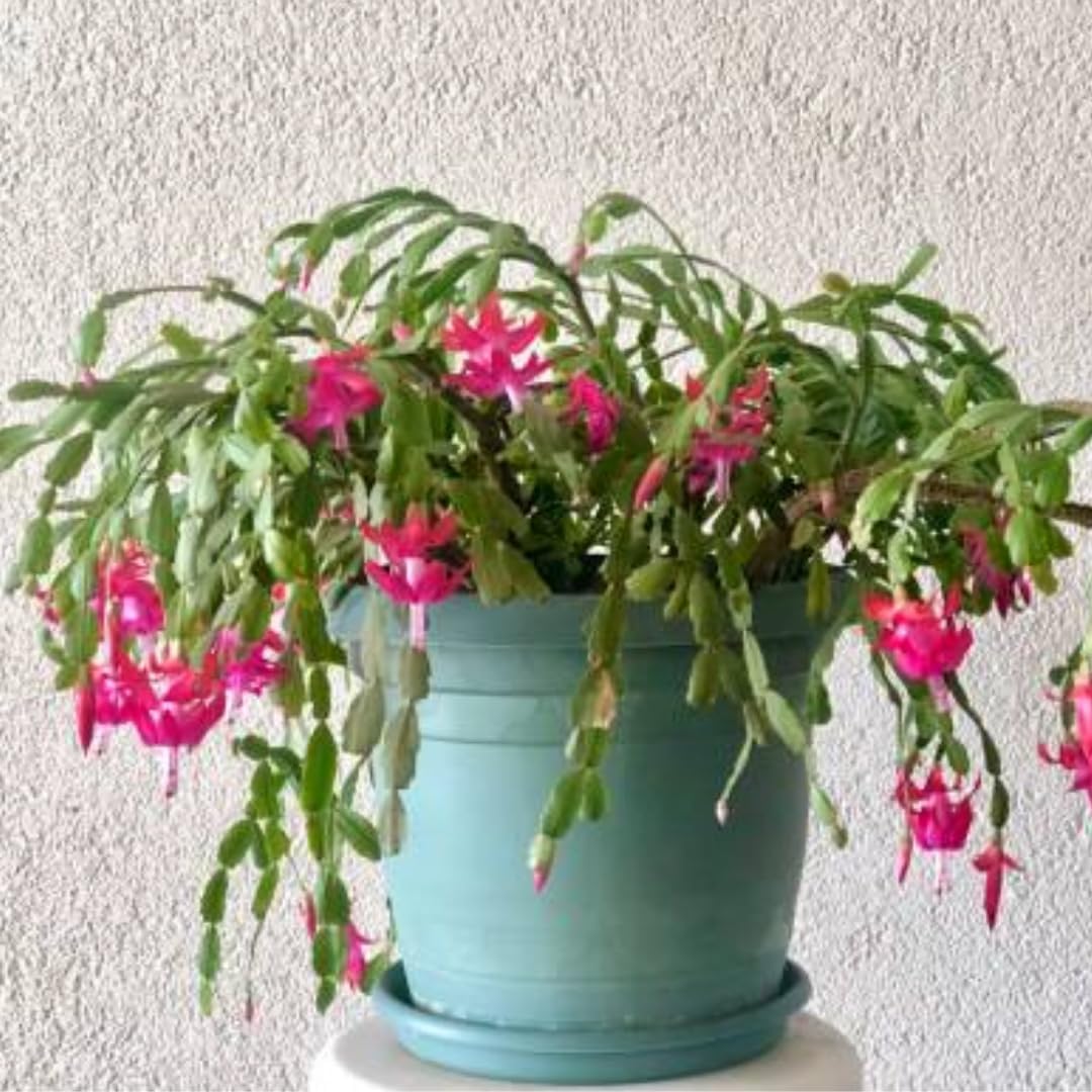 Christmas Cactus Plants Live, Thanksgiving Cactus Easter Cactus Like, 4-8 Inc Tall, Cold Hardy, Holiday Cactus for Indoor Outdoor Planting, Starter Size (Vibrant Pink)