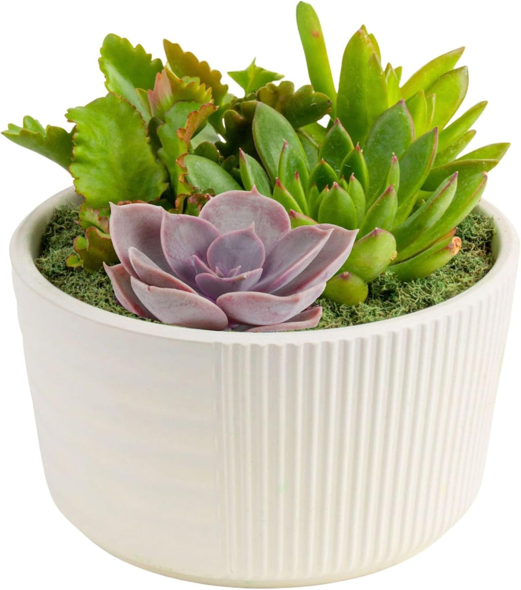 Costa Farms Live Succulent Garden Collection, Live Succulent Plants in Décor Pot, New House Plant Gift, Son, Room and Zen Garden Décor, 6-Inches Tall