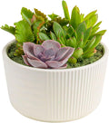 Costa Farms Live Succulent Garden Collection, Live Succulent Plants in Décor Pot, New House Plant Gift, Son, Room and Zen Garden Décor, 6-Inches Tall