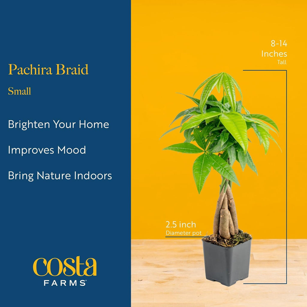 Costa Farms Money Tree Live Plant in Decorative Pot, Air Purifying Indoor Houseplant, Perfect for Home, Room, or Office Decor, Great House Warming or Birthday Gift, 8-10 Inches Tall