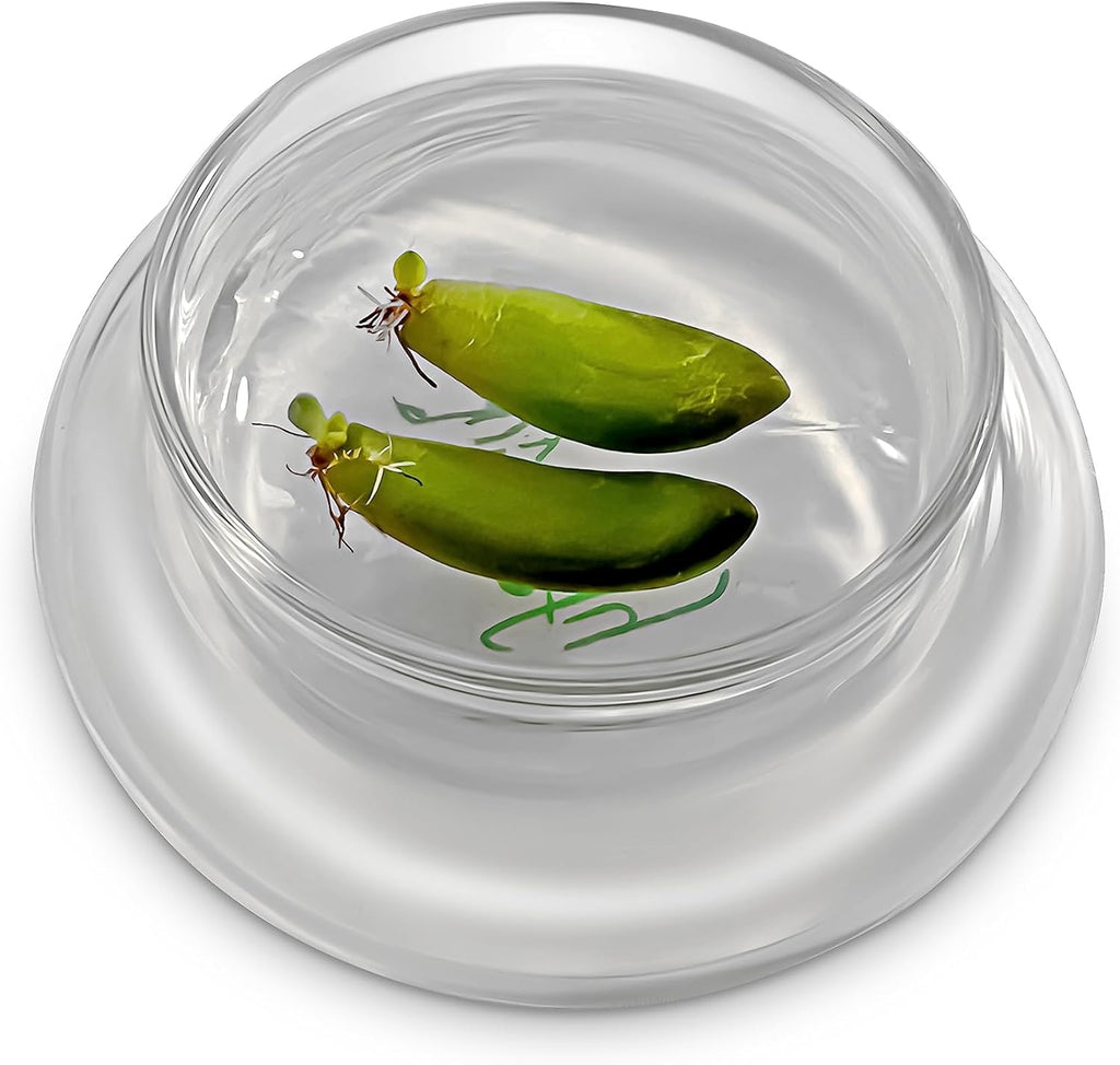 Bloomify Terra Gel Plant Propagation Seed Starter Tray with Glass Dome – Advanced Technology Gardening Supplies Plant Propagation Station for Succulents – Easy to Use Seed Starter Kit