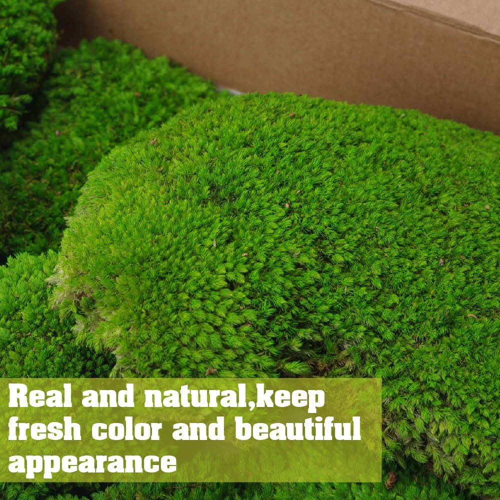 2 sq.ft Preserved Moss for Wall Decor Table Decor for DIY Bowl of Pole Moss Pillow Moss Natural Green (Moss Green -2.0sq.ft)