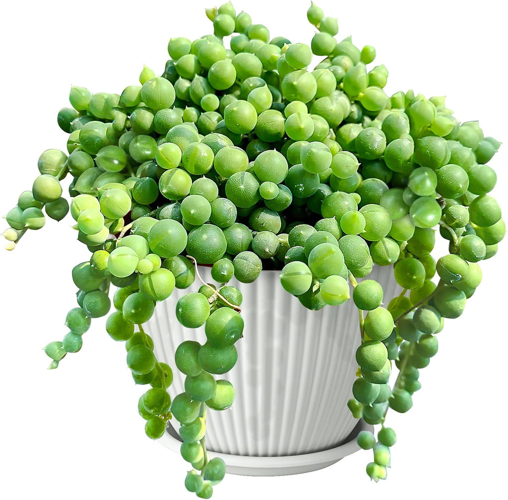 4" String of Pearls with White Stripe Pot, Live Trailing Succulent House Plant for Home Office Wedding Hanging Decoration, DIY Projects, Party Favor
