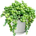 4" String of Pearls with White Stripe Pot, Live Trailing Succulent House Plant for Home Office Wedding Hanging Decoration, DIY Projects, Party Favor