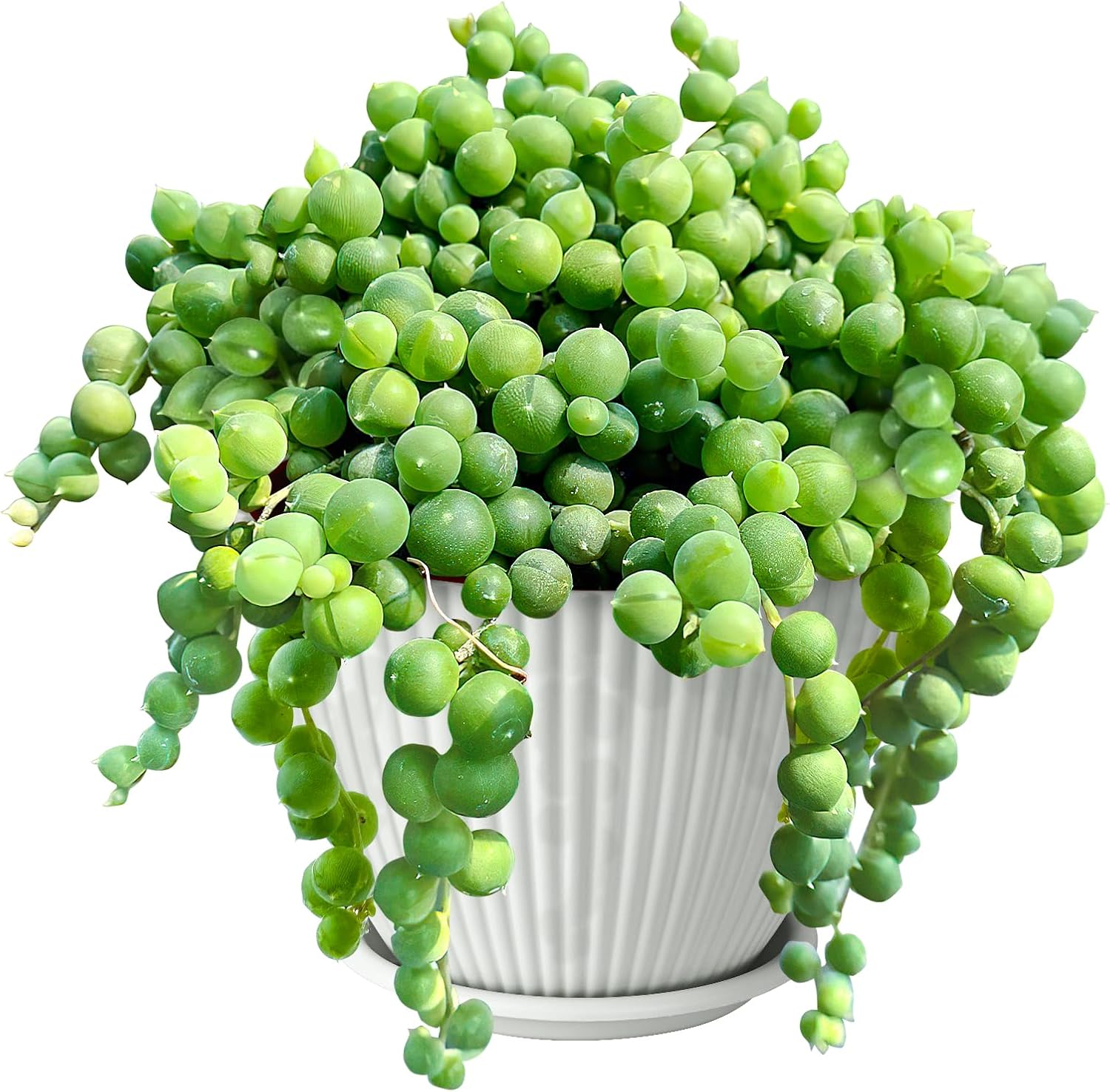 4" String of Pearls with White Stripe Pot, Live Trailing Succulent House Plant for Home Office Wedding Hanging Decoration, DIY Projects, Party Favor