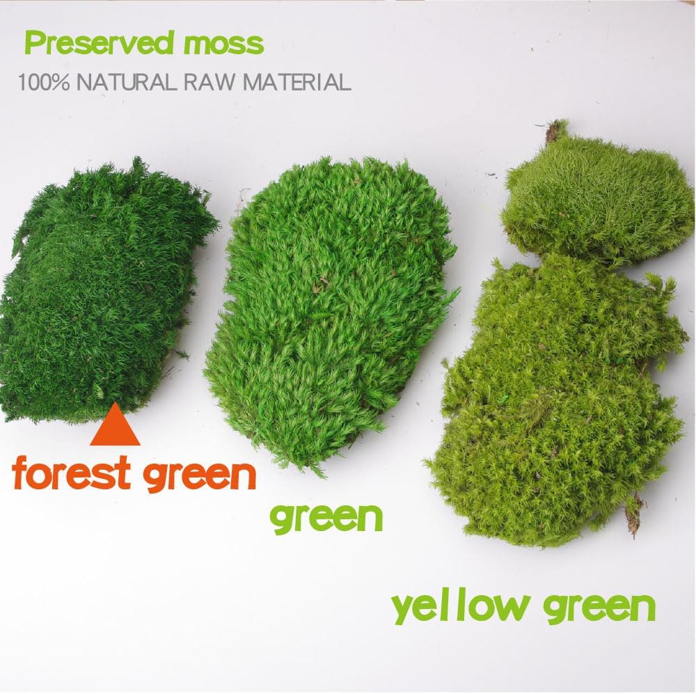 2 sq.ft Preserved Moss for Wall Decor Table Decor for DIY Bowl of Pole Moss Pillow Moss Natural Green (ForestGreen -2.0sq.ft)