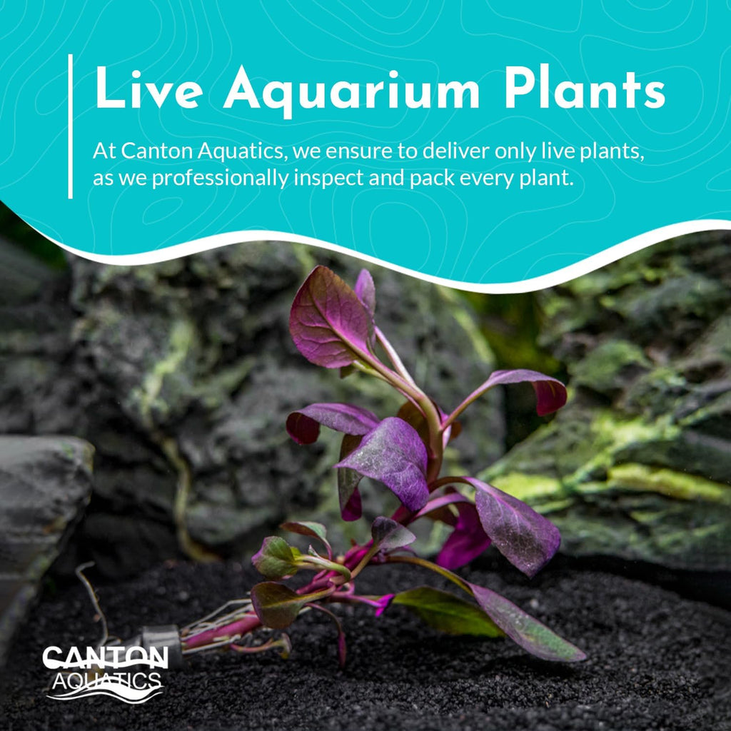 Dwarf Cardinal Plant (Lobelia Cardinalis) - Beautiful Colures - Versatile Plants - Mid-Ground Positioning - All Natural & Organic Aquatic Plant - Long Lasting & Easy to Care - Bunch