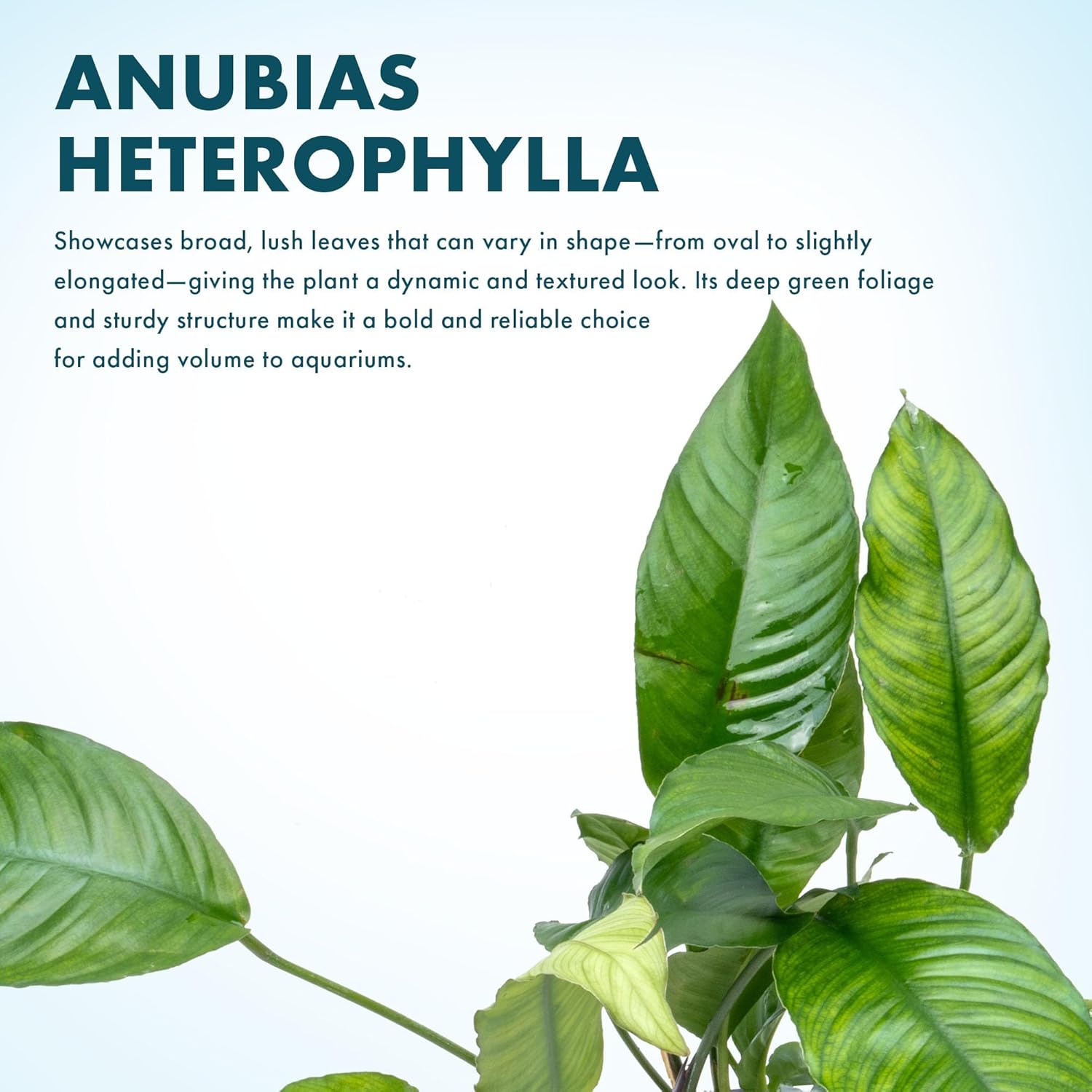 SubstrateSource Anubias Live Aquarium Plants - Potted Freshwater Plant for Fish Tanks, Terrariums - Beginner Friendly Low Light (Heterophylla, Mother Plant)