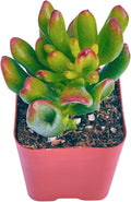 Succulents Plants Live 2" Crassula Ogre Ear, Live Mini Succulent Plants, Easy Care House Plants Rooted in Succulent Soil Mix, by The Succulent Cult