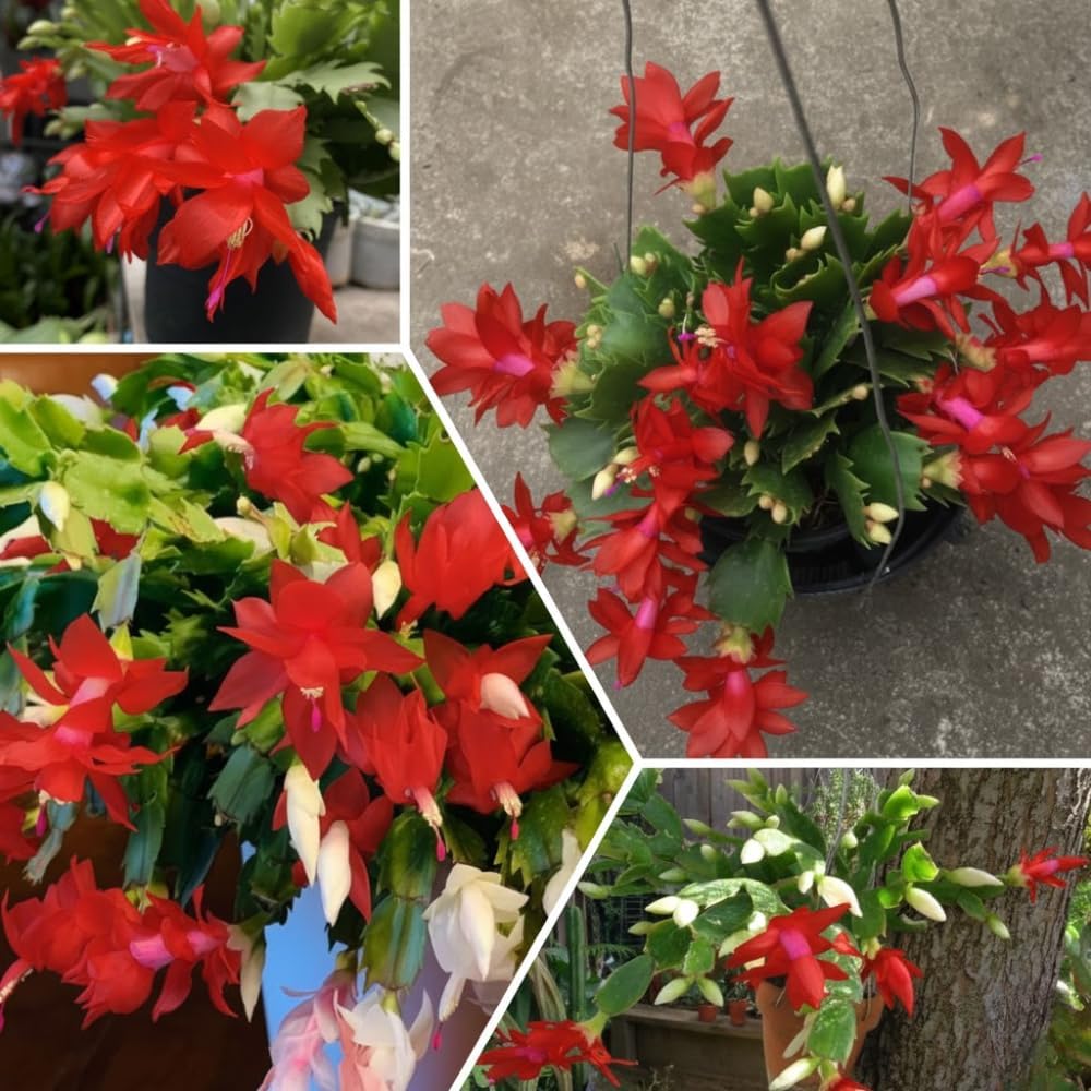 Red Christmas Cactus Live Plant, Holiday Cactus Live for Indoor Outdoor Garden, 4 Inches Pot