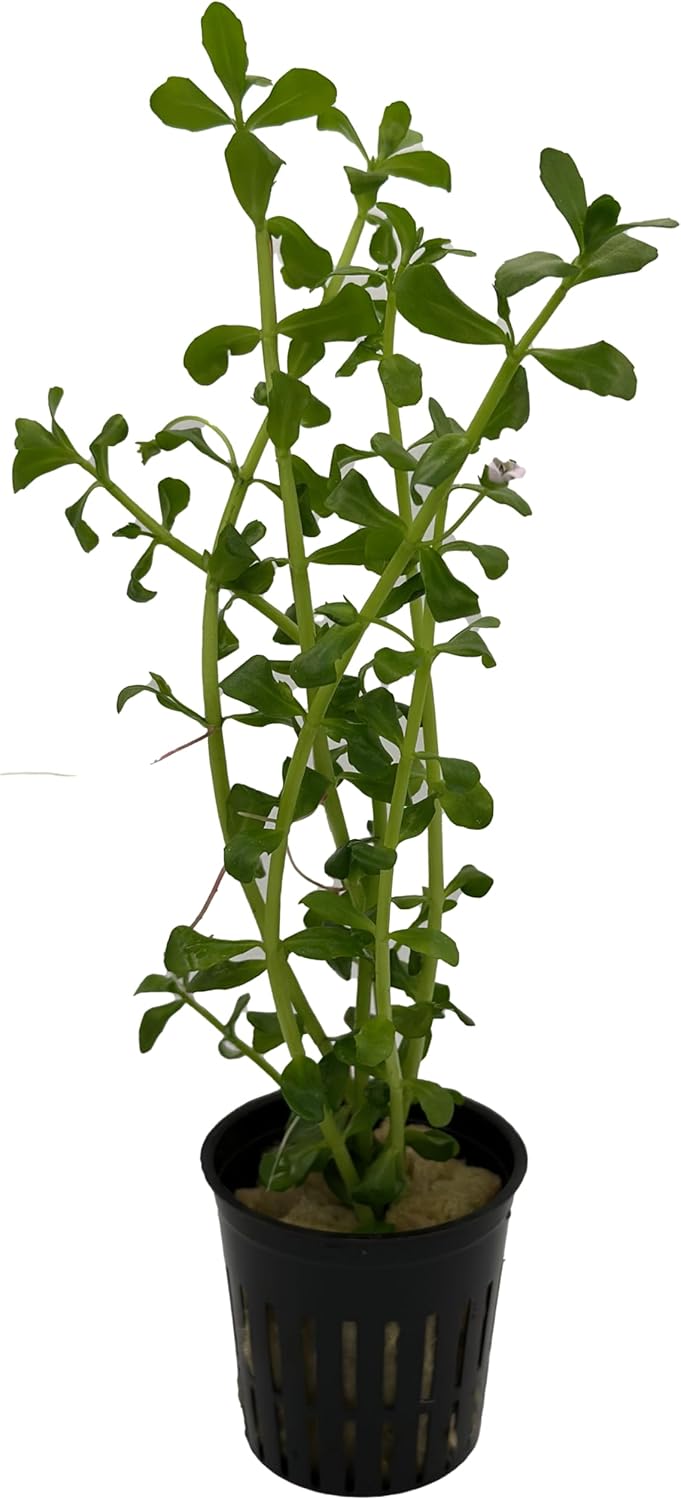 Potted Live Aquarium Plants | Freshwater Aquatic Plants for Aquariums (Moneywort)