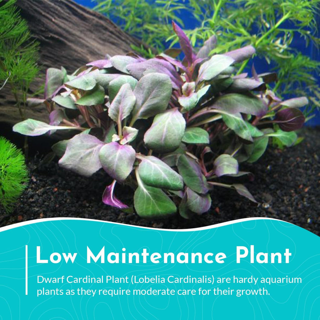 Dwarf Cardinal Plant (Lobelia Cardinalis) - Beautiful Colures - Versatile Plants - Mid-Ground Positioning - All Natural & Organic Aquatic Plant - Long Lasting & Easy to Care - Bunch