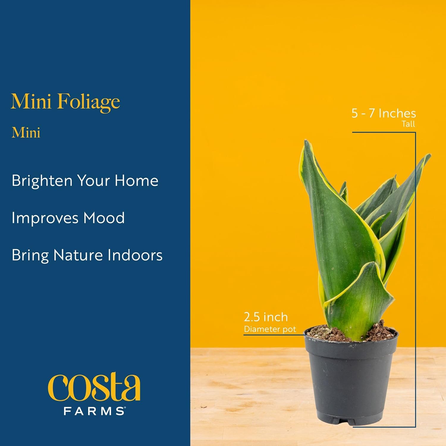 Costa Farms Live Plants (Pack of 20), Easy to Grow Live Indoor Houseplants in 2.5-Inch Plant Pots, Hand-Selected Varieties, Home and Room Decor