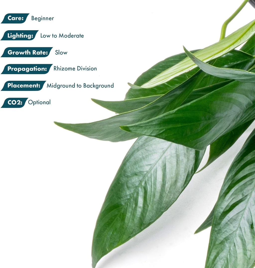 SubstrateSource Anubias Live Aquarium Plants - Potted Freshwater Plant for Fish Tanks, Terrariums - Beginner Friendly Low Light (Minima, Mother Plant)