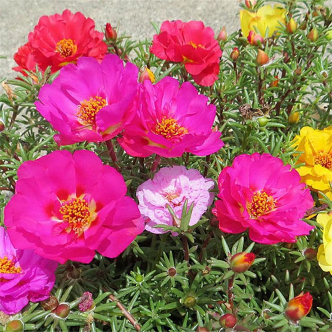 Moss Rose Live Plant, Pink Portulaca Bloom, Moss Flower Plants, 3-5 Inch for Growing