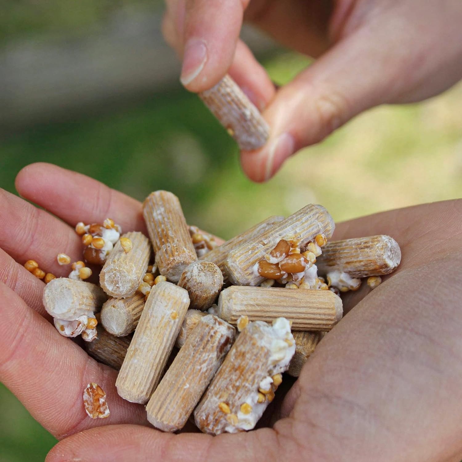 North Spore Organic Shiitake Outdoor Mushroom Log Growing Kit | Includes 100 ct. Bag of Plug Spawn | Complete Log Starter Kit with Instructions | Handmade in Maine, USA