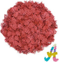 Preserved Reindeer Moss 3.5 OZ Red Natural for Crafts, DIY Gift Christmas Decor, Wall Art, Potted Plants, Floral Fake Moss for Easter Table Decor Wedding Decorative(3.5 OZ, Red)