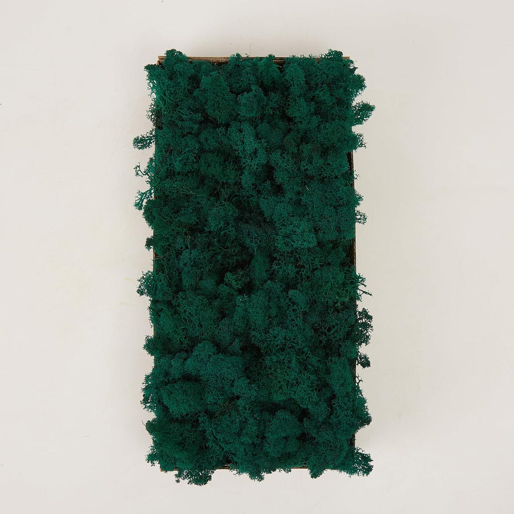 Preserved Reindeer Moss Natural Green DIY Kit Gardenning Art Wall Decor Florist Decor Easter Table Decor Wedding