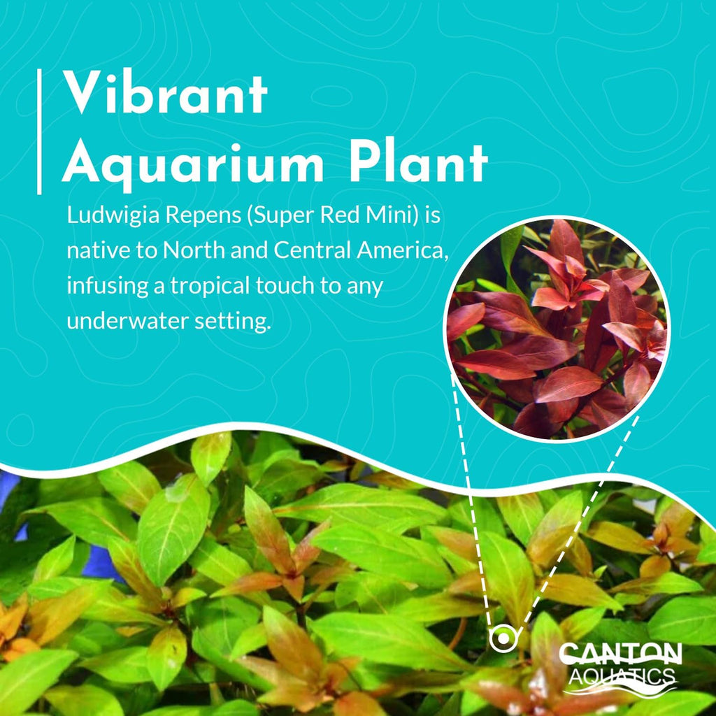 Ludwigia Repens Super Red Mini - Live Aquarium Plants - Easy Care Stem Plant for Fish Shrimp, & Planted Aquariums - Ideal Background, Midground Plant with Stunning Color - 2 Inch Pot
