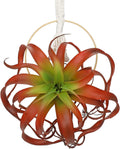Artificial Fall Hanging Plant Fake Air Plants 11 Inch Burgundy Real Touch Lifelike Faux Succulents Plants for Home Garden Office Indoor Outdoor Decor Red