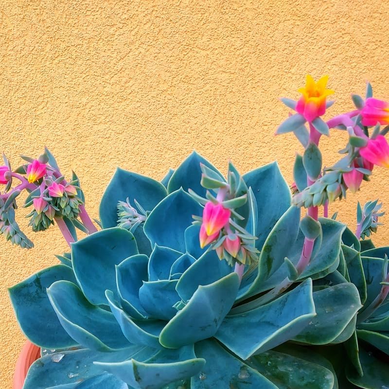 Echeveria Succulents Live Plants for Planting, Live Echeveria Succulents, Live Echeveria Plant, Live Echeveria Succulents, Blue Desert Rose Echeveria, 2.5 Inch Pot