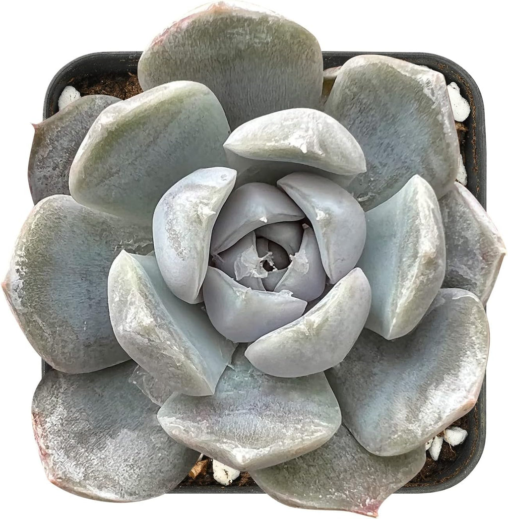 Sprout N Green Echeveria 'Snow Bunny', Mini Live Succulent Fully Rooted in 2 inch Starter Pot with Soil Mix, House Plant for Indoor Outdoor Home Office Wedding Decoration Party Favor
