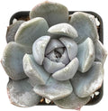 Sprout N Green Echeveria 'Snow Bunny', Mini Live Succulent Fully Rooted in 2 inch Starter Pot with Soil Mix, House Plant for Indoor Outdoor Home Office Wedding Decoration Party Favor