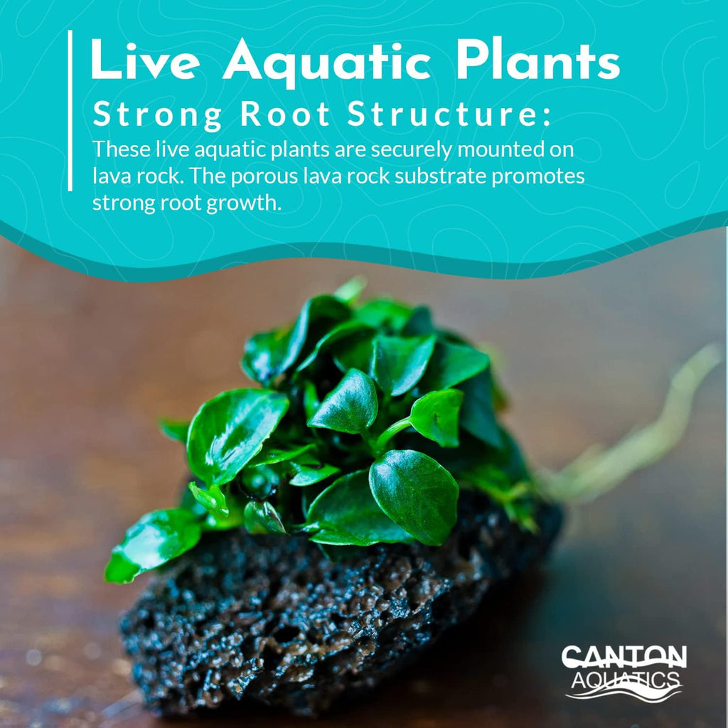 Live Aquarium Anubias Nana Petite Plant On Lava Rock - Absorb Impurities & Toxicness for Water - All Natural & Organic Aquatic Plant - Long Lasting & Easy to Care