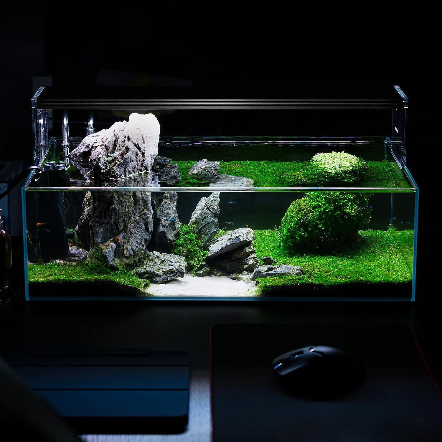 SubstrateSource Live Plant - Dwarf Baby Tears Hemianthus Callitrichoides Live Aquarium Plant Tissue Culture Cup - 100% Snail Free in Vitro (Dwarf Baby Tears)