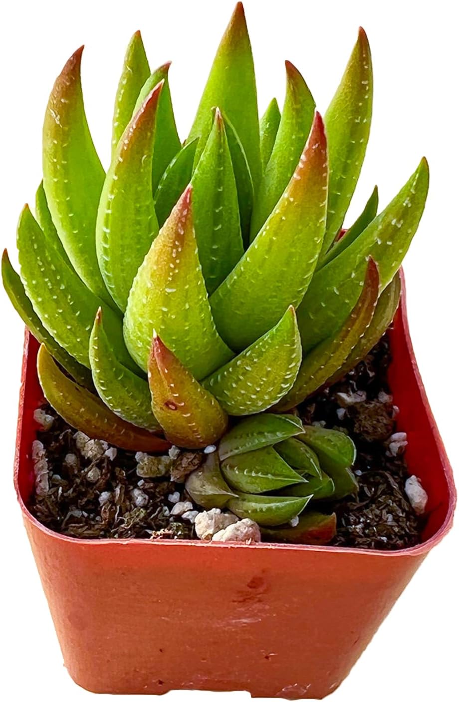 Sprout N Green Haworthia Collection, 3 Live Succulent Plant Fully Rooted in 2inch Starter Pot, Home Office Indoor Outdoor Wedding Decoration DIY Projects Party Favor