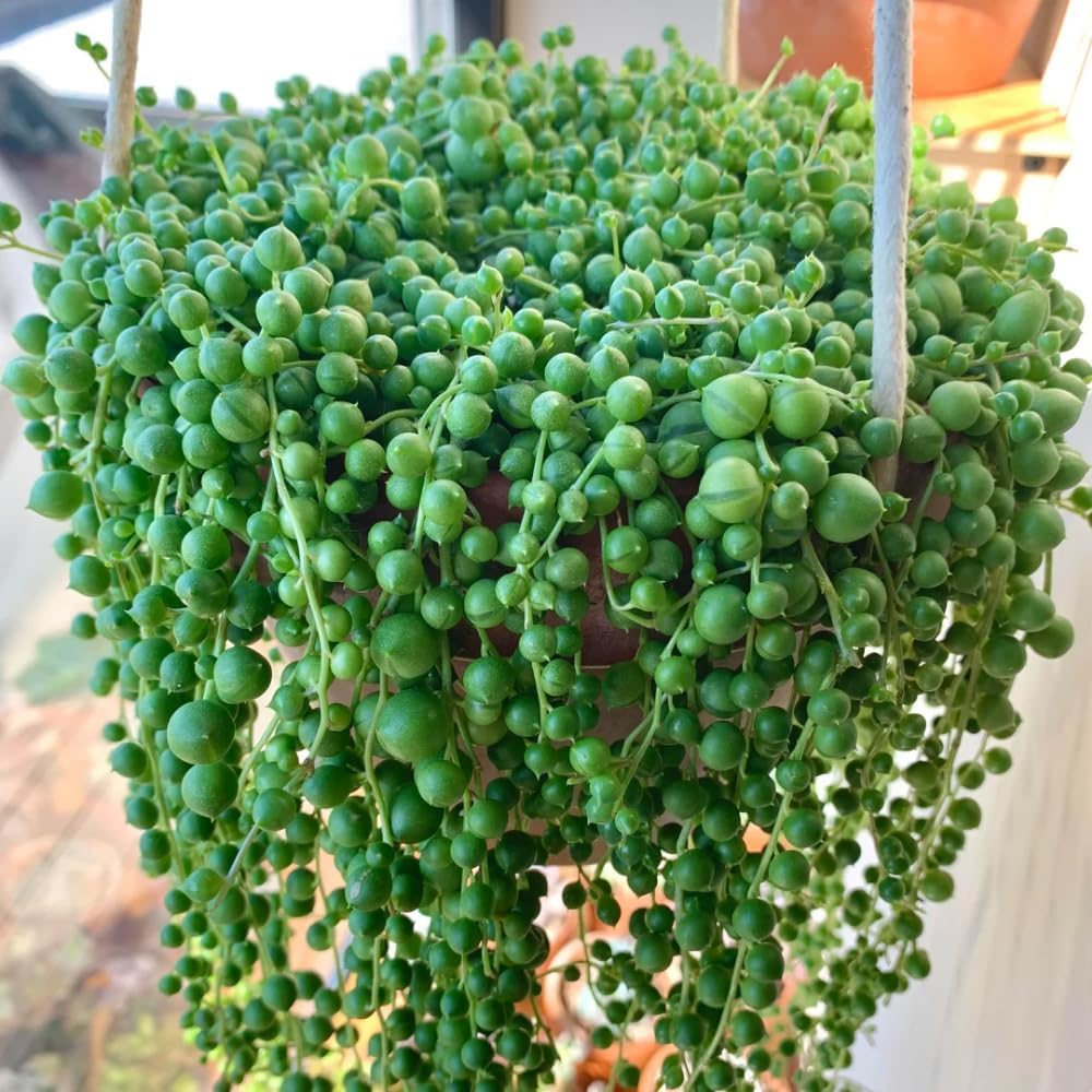 String of Pearls Plant Live 4 Inch Pot, Rare Succulents Plants in Hanging Baskets, Trailing Succulent Houseplant for Home Office (String of Pearls)