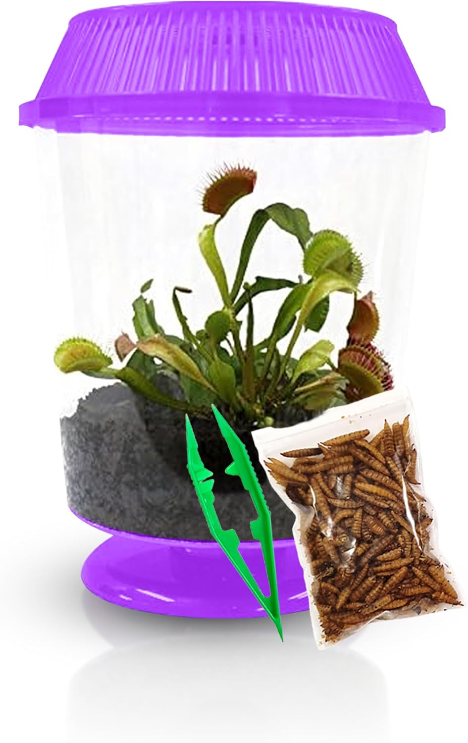 Venus Fly Trap Live Plant with 4.5" Purple Terrarium + Carnivorous Plants Food Bundle with Feeding Tweezers - Carnivorous Plant Soil and Live Venus Flytrap
