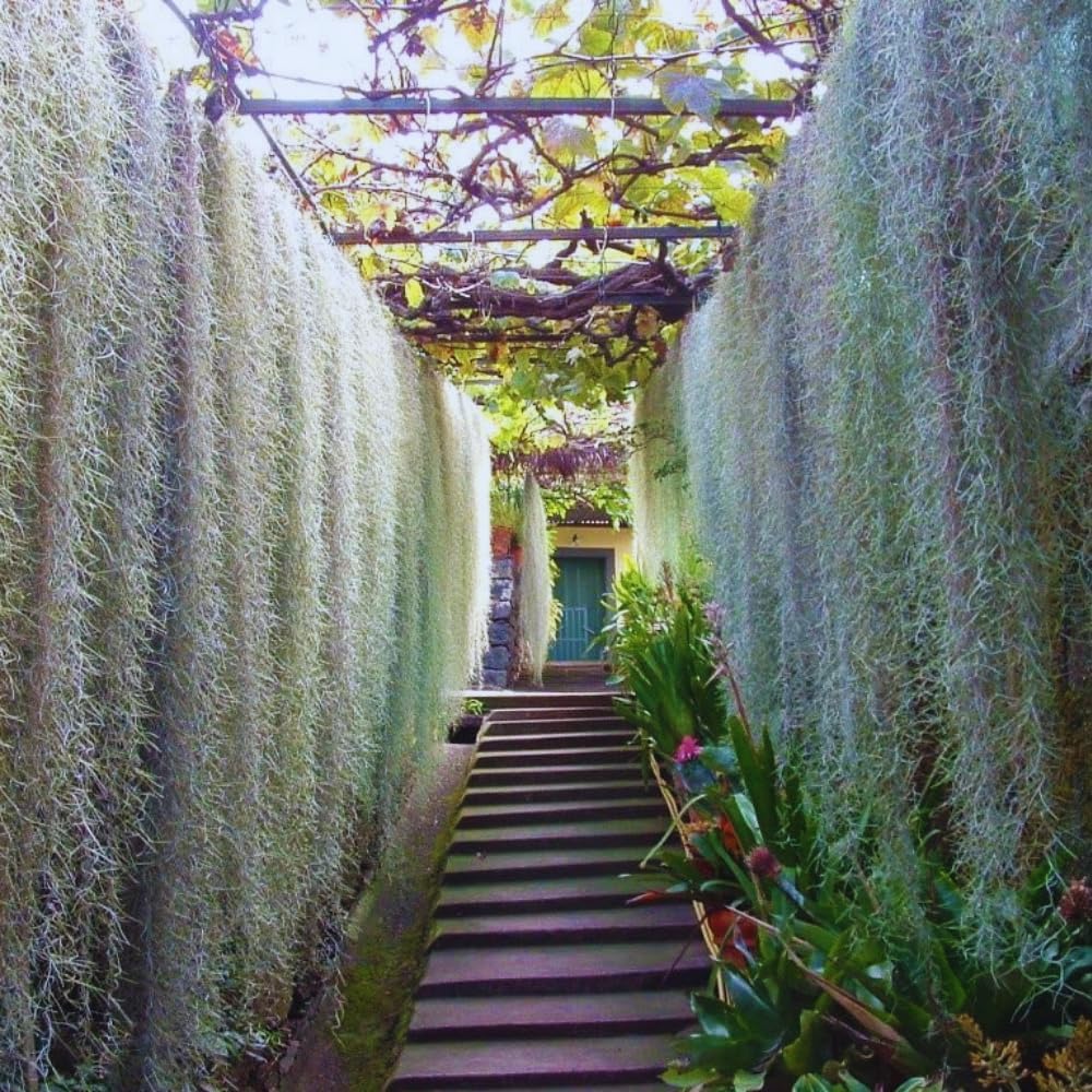 Spanish Moss Tillandsia Air Plants, Spanish Moss Plant Live, 1 to 2 Feet Long, Succulent Plants Live for Gardening Indoor Outdoor