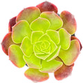 2" Live Succulent Plants Aeonium 'Superbang', Mini Potted Succulents, Easy Care Indoor Houseplant, Unique Gifts, Home Office Décor