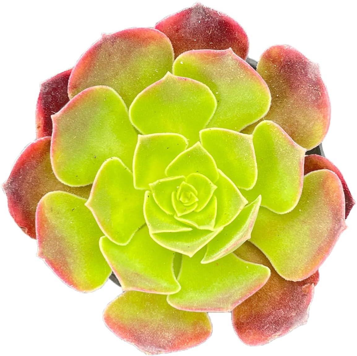 2" Live Succulent Plants Aeonium 'Superbang', Mini Potted Succulents, Easy Care Indoor Houseplant, Unique Gifts, Home Office Décor