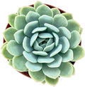 Sprout N Green Echeveria 'Suryeon', Live Mini Succulent Plant Fully Rooted in 2 inch Starter Pots with Soil Mix, Real House Plant for Indoor Outdoor Home Office Wedding Decoration Party Favor