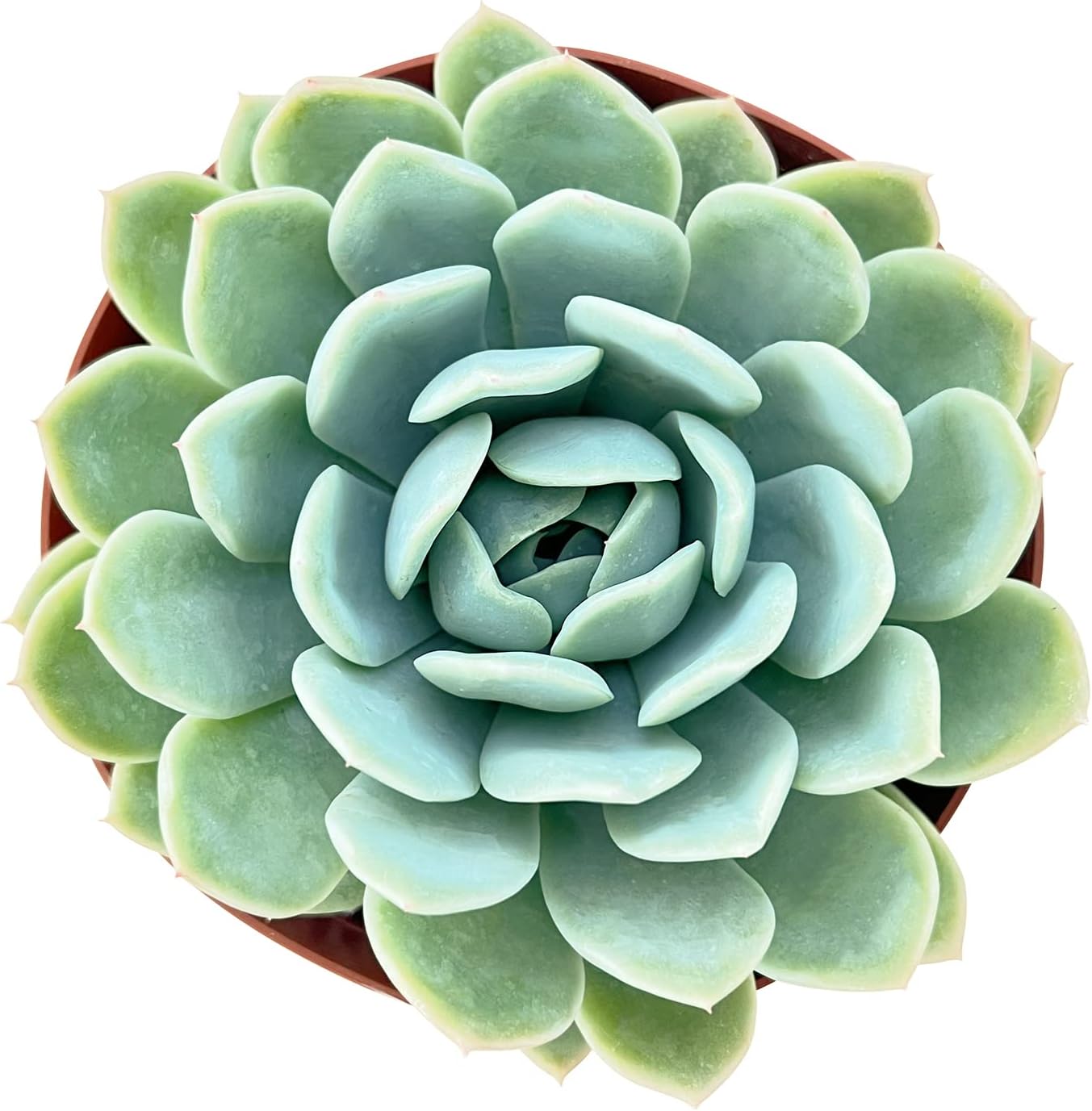 Sprout N Green Echeveria 'Suryeon', Live Mini Succulent Plant Fully Rooted in 2 inch Starter Pots with Soil Mix, Real House Plant for Indoor Outdoor Home Office Wedding Decoration Party Favor