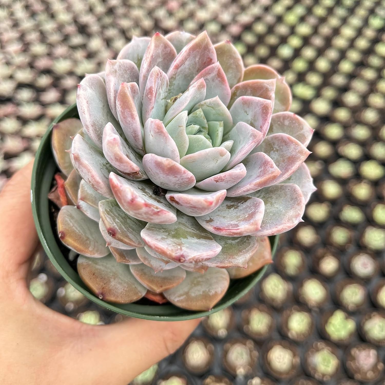 Live Succulent Plants (Echeveria 'Grace'), Easy Care Houseplant for Home and Office Decor, Great Gift for Housewarming, Birthday, Thanksgiving