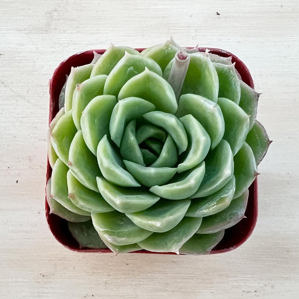 Sprout N Green Echeveria 'Lime and Chile', Live Succulent Plant Fully Rooted in 2" Pots with Soil Mix, Real Houseplant for Indoor Outdoor Home Office Wedding Decoration Party Favor