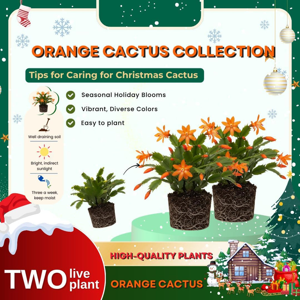 2 Christmas Cactus Plants Live, Holiday Blooming Indoor Plants Live Houseplants, Hanging Baskets Easy Care, Well-Rooted 5-8" Tall, No Pot, Bareroots, Single Stems (Orange Christmas Cactus)