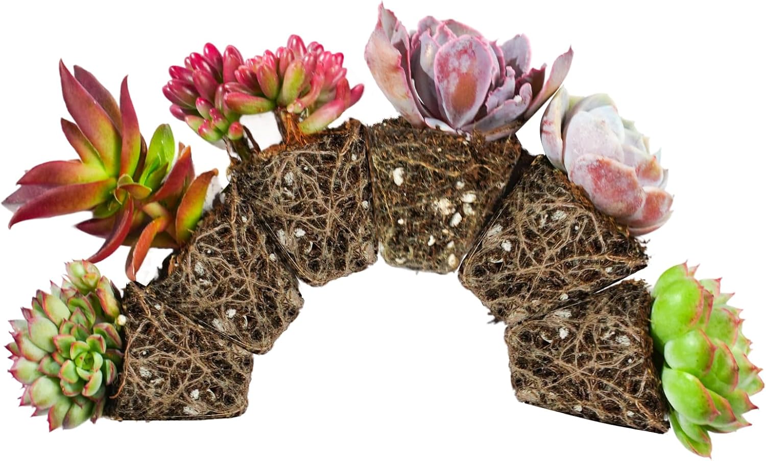 6 Pack Succulent Plants with Root and Soil, Easy to Grow (Assorted Varieties Without Pots)