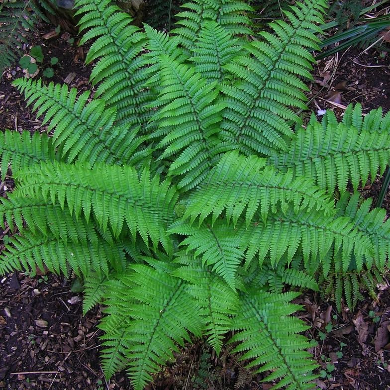 50 Christmas Fern Roots/Rhizomes - Polystichum acrostichoides - (50 Pack)