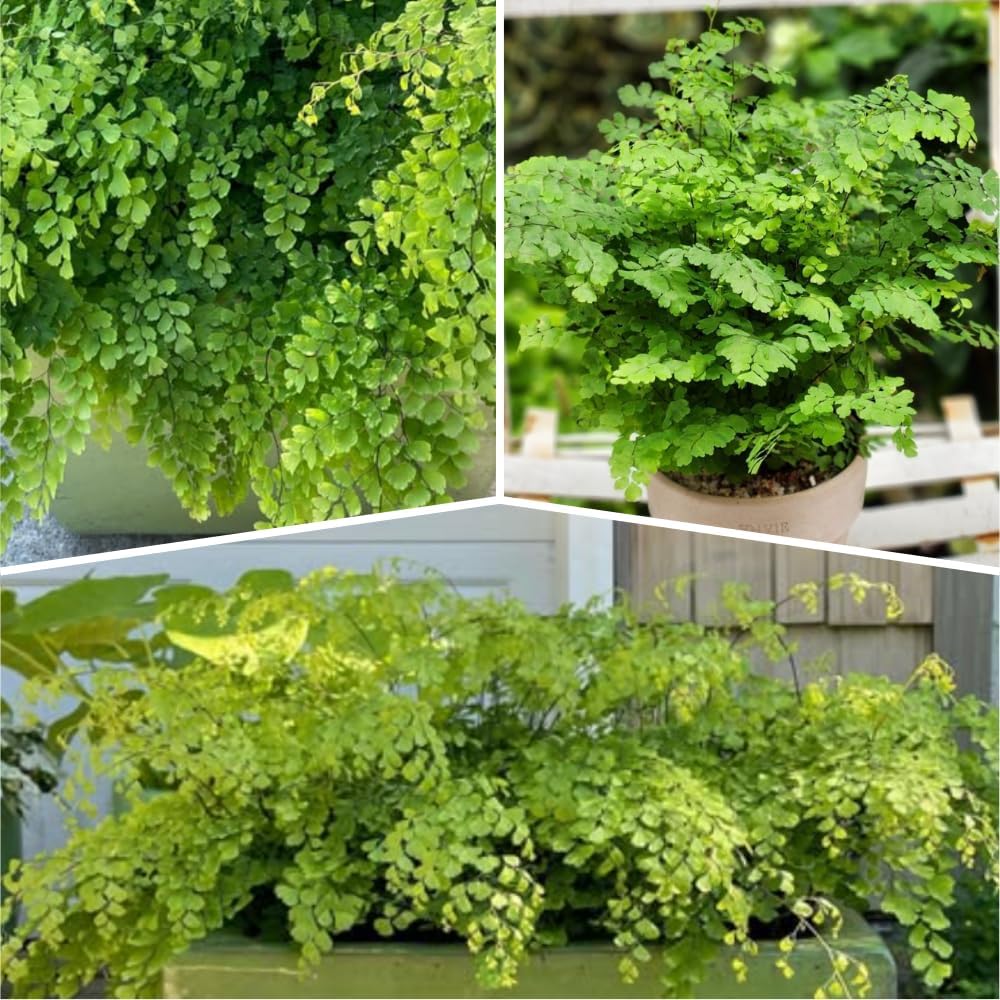 5 Maidenhair Ferns Rhizomes Outdoor Indoor, Live Ferns Roots for Outdoors, 3 to 5 Inc Tall
