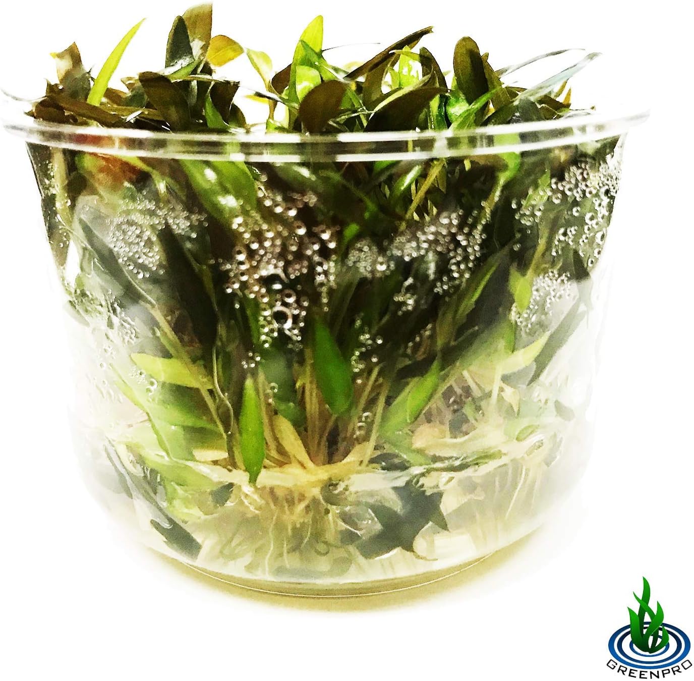 Cryptocoryne Mioya Freshwater Live Aquarium Plant in Tissue Culture Cup for Aquatic Fish Tank Decoration