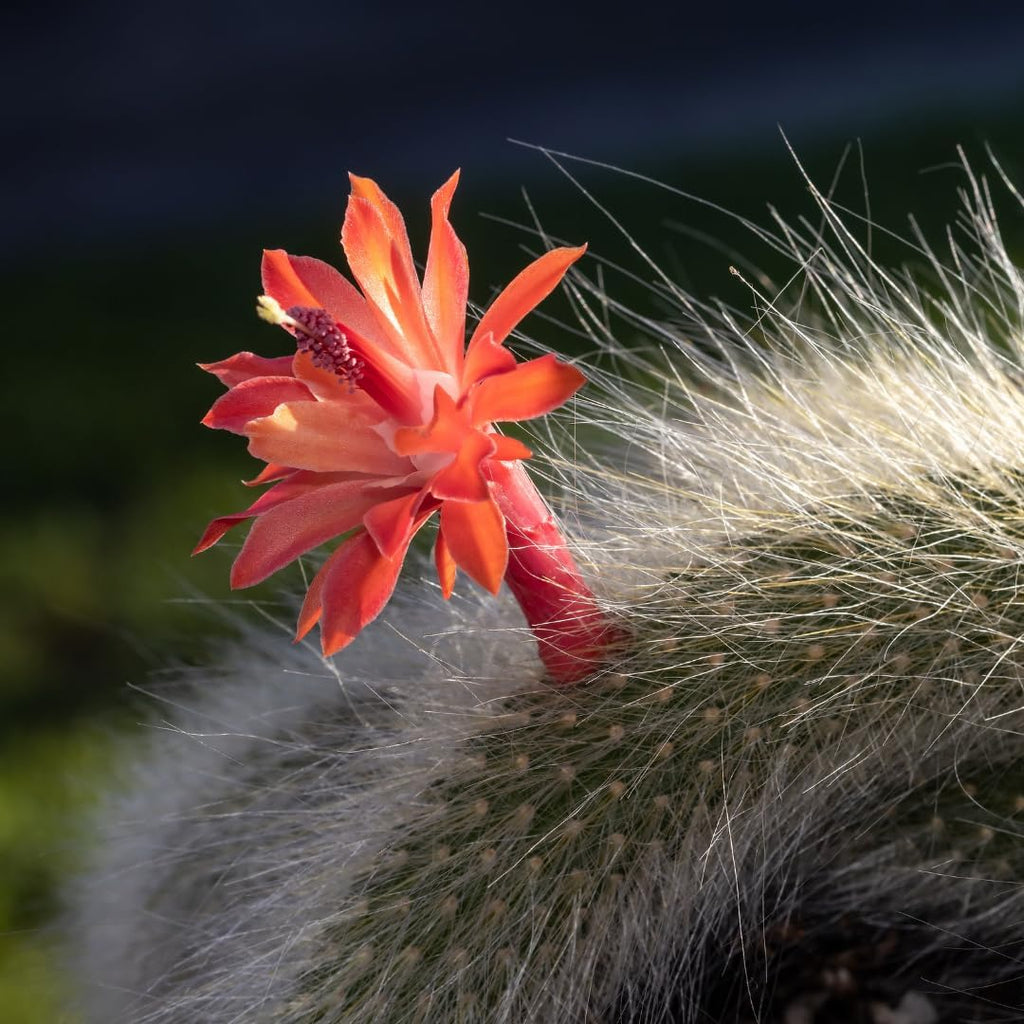 Monkey Tail Cactus Plant, Live Trailing Succulent Plant, 6 to 8 Inch for Gardening
