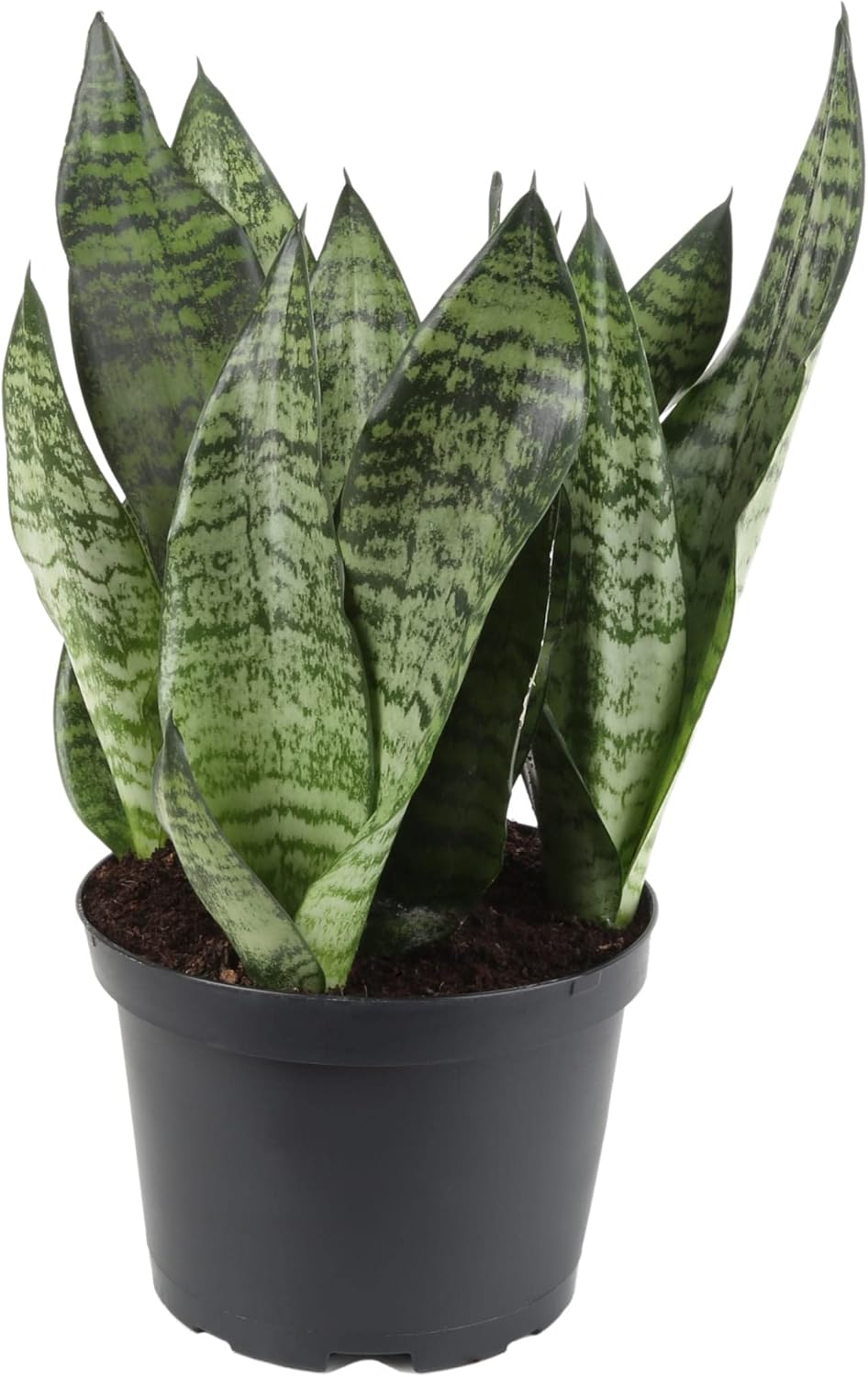 GARDENERA Premium Snake Plant Potting Soil Mix, Green Sansevieria Trifascatia Zeylanica Plants, Plant or Re-Pot Your Snake Plant - (1 Quart Bag)
